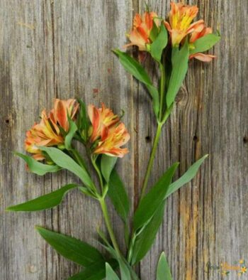 Orange Alstroemeria Flower