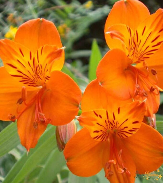 Orange Alstroemeria Flower