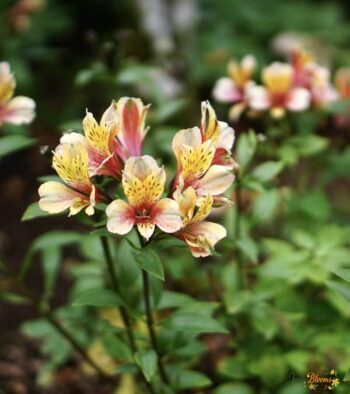 Pink Alstroemeria export 1 Pink Alstroemeria Flower