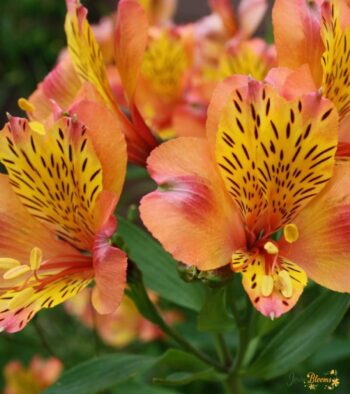 Pink-Alstroemeria-export 2