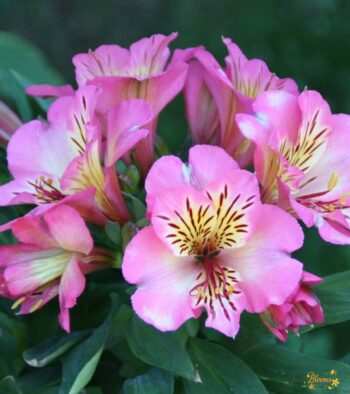 Pink-Alstroemeria-export3