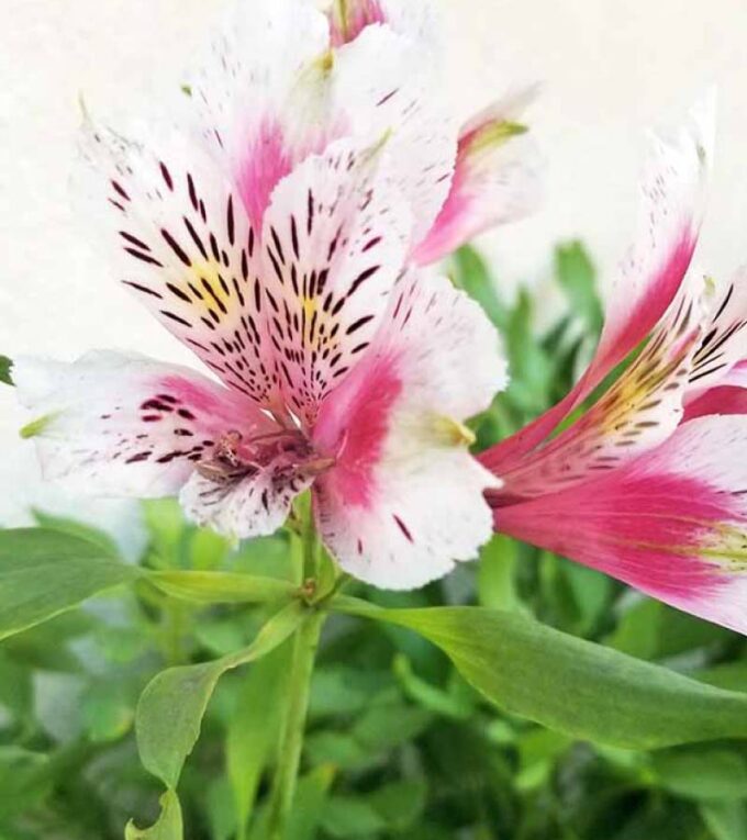 Pink Alstroemeria Flower