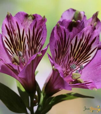 Purple Alstroemeria Flower 2