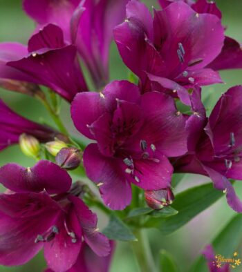 Purple-Alstroemeria-Flower-3