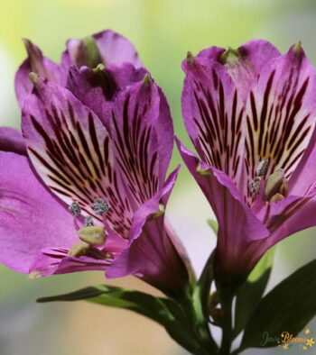 Purple Alstroemeria Flower