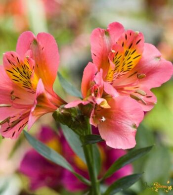 Red ALSTROMERIA 2 Red Alstroemeria Flower