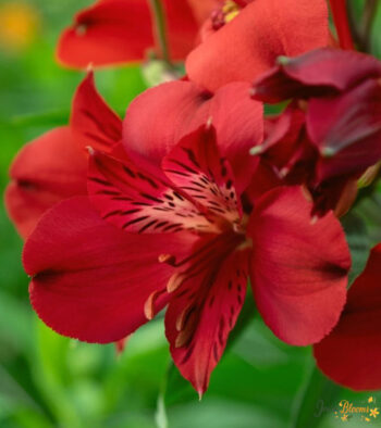 Red-ALSTROMERIA