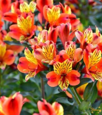 Red Alstroemeria Flower