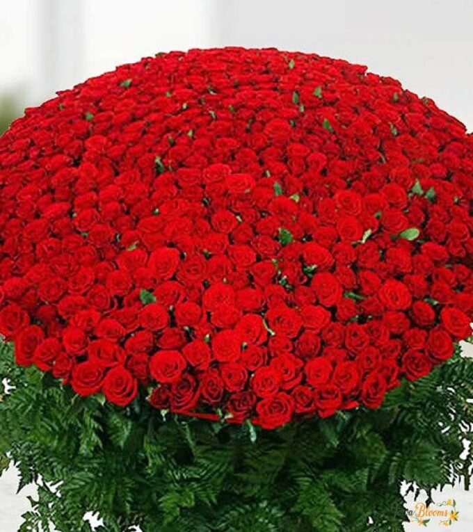 3 Dozen of Red Rose Bouquet