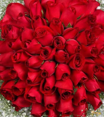 Red-Layerd-Roses-3