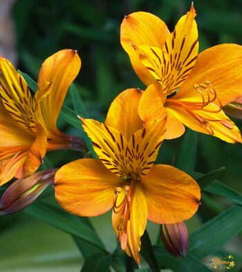 Yellow Alstroemeria Flower