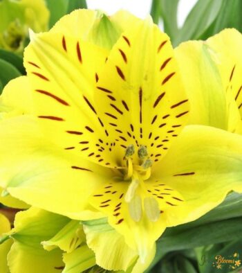 yellow-alstroemeria-flower 2