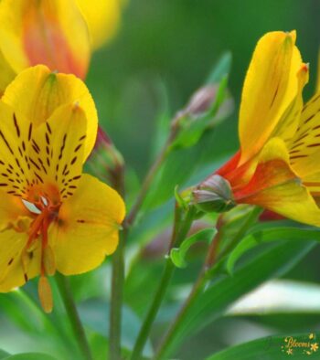 yellow-alstroemeria-flower 3