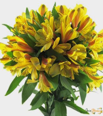 yellow-alstroemeria-flower